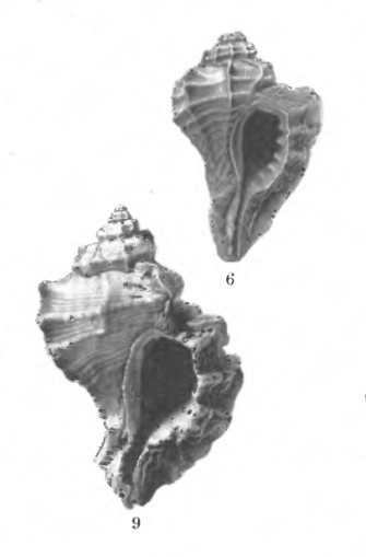 Holotypes of "Pteropurpura dryas" and "Eupleura pterina" (courtesy of USGS)