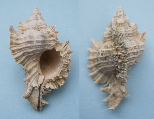 Chicoreus (s.s.) dujardinoides (30 mm; click to enlarge)